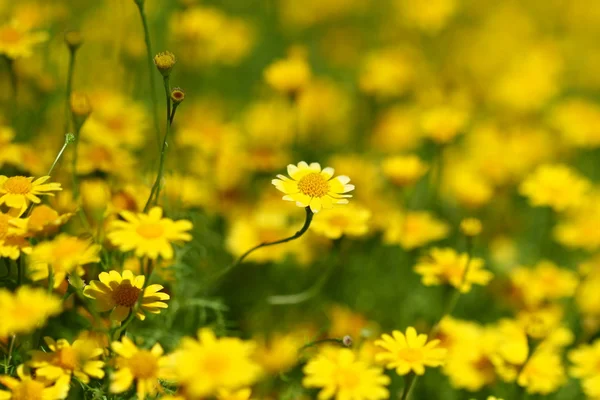 Close up yellow flower field — Stock Photo, Image