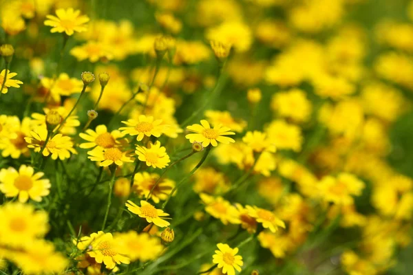 Nära håll gul blomma fältet — Stockfoto