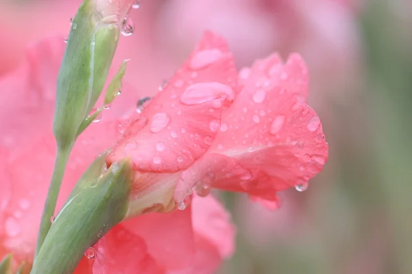 Makro-Regentropfen auf Blume, Gladiolenblüte — Stockfoto