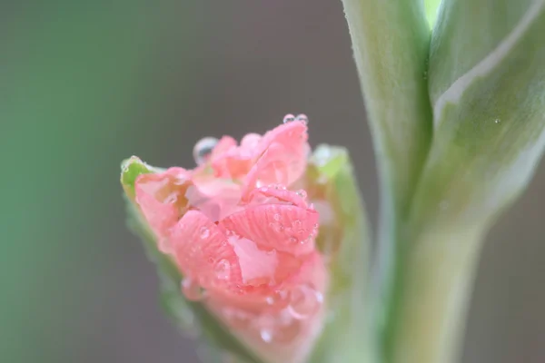Macro gota de lluvia en la flor, flor de gladiolo — Foto de Stock