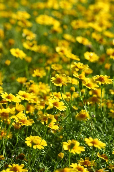 Close up yellow flower field — Stock Photo, Image