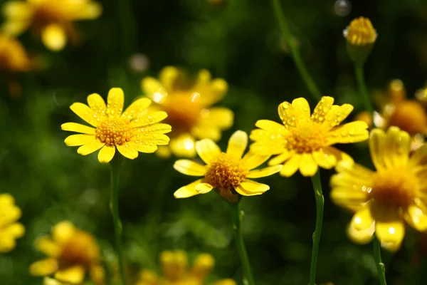 Zblízka žlutou květinu pole — Stock fotografie