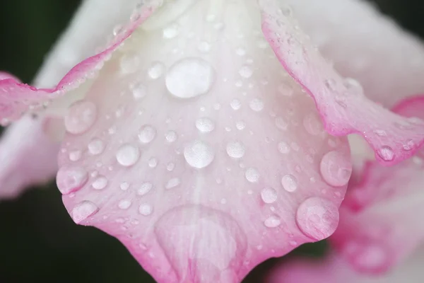 Makro-Regentropfen auf Blume, Gladiolenblüte — Stockfoto