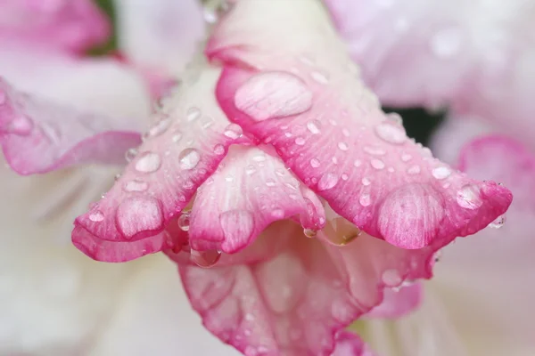 Makro-Regentropfen auf Blume, Gladiolenblüte — Stockfoto