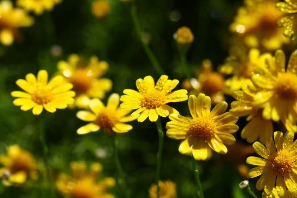 Close up campo de flores amarelas — Fotografia de Stock