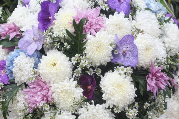 Cerrar gerbera flor en el jardín — Foto de Stock