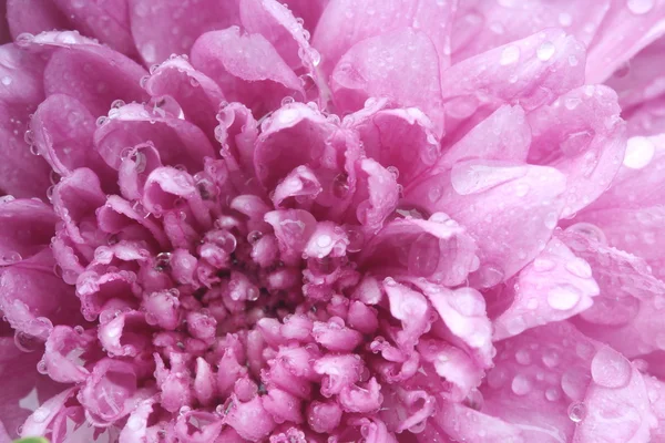 Macro water drop on pink purple flower ,chrysanthemum flower — Stock Photo, Image