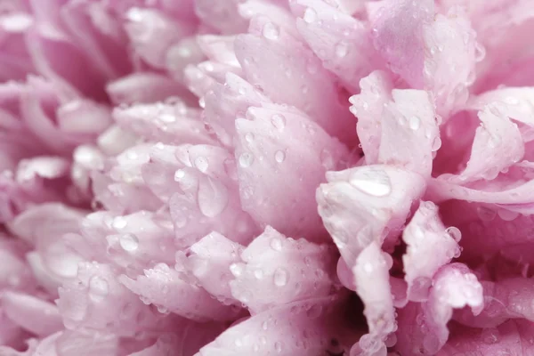 Macro water drop on pink purple flower ,chrysanthemum flower — Stock Photo, Image
