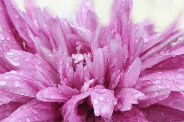 Makro-Wassertropfen auf rosa lila Blume, Chrysanthemenblume — Stockfoto