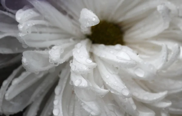 Macro water drop on pink purple flower ,chrysanthemum flower — Stock Photo, Image