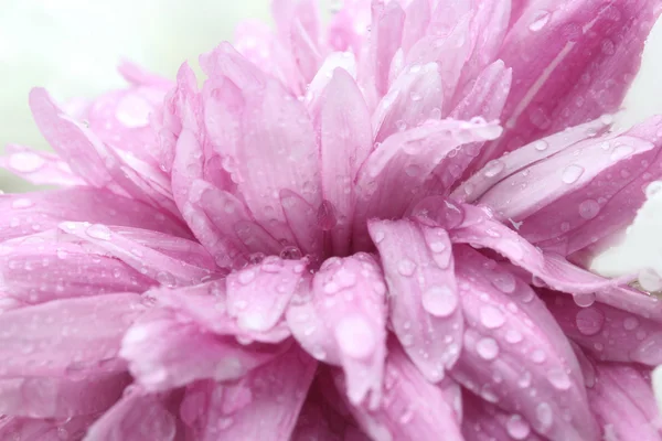 Macro gota de agua en rosa flor púrpura, flor de crisantemo —  Fotos de Stock