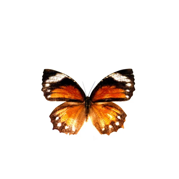 Mariposa colorida aislada en blanco Imagen de archivo