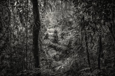 orman içinde siyah ve beyaz