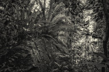 orman içinde siyah ve beyaz