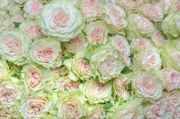 하얀 장미 배경 — 스톡 사진