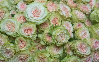 Pembe ve beyaz güller