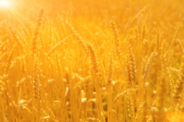 Buğday alan tarih Pzr