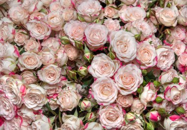 l white-pink roses clipart