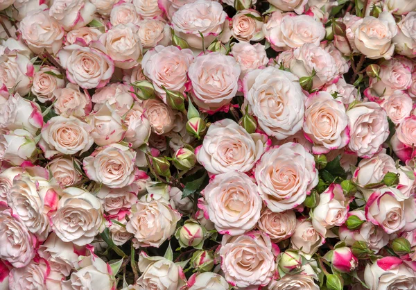 L 白色粉色玫瑰 — 图库照片