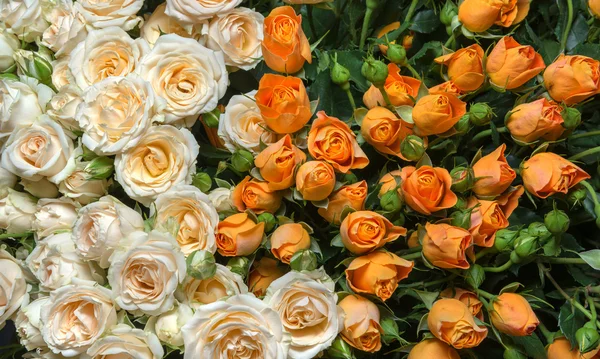 Žluté a bílé růže — Stock fotografie