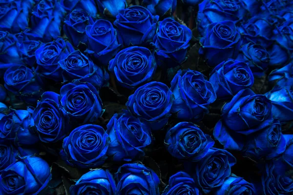 Rose blu Foto Stock