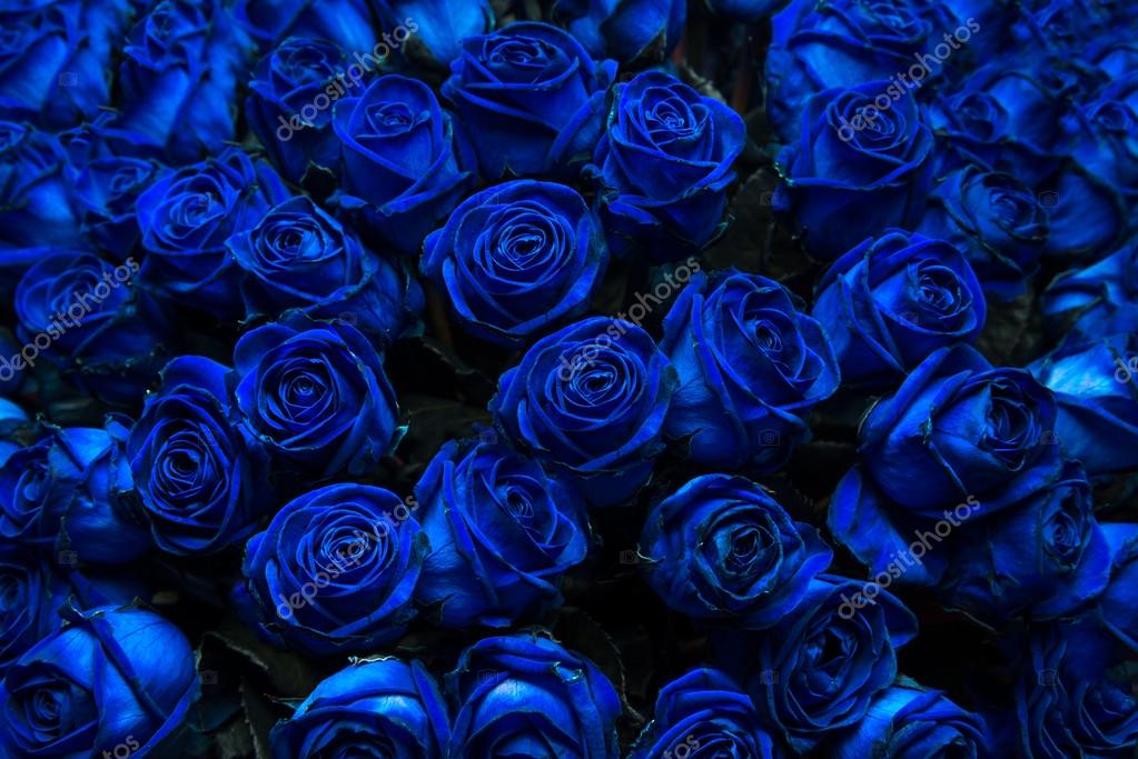 Hình nền đẹp background blue rose cho máy tính, laptop miễn phí tải về