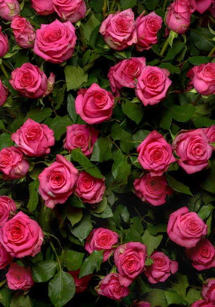 Rose bush — Stock Photo, Image