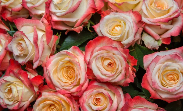 Růžová pichlavá růže — Stock fotografie