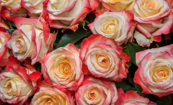 Pink Prickly Rose — Stock Photo, Image