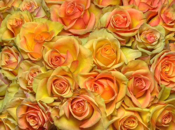 Yellow roses background — Stock Photo, Image