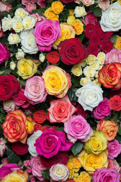 Veelkleurige rozen 2 — Stockfoto