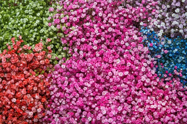 シュッコンカスミソウ花の背景 — ストック写真