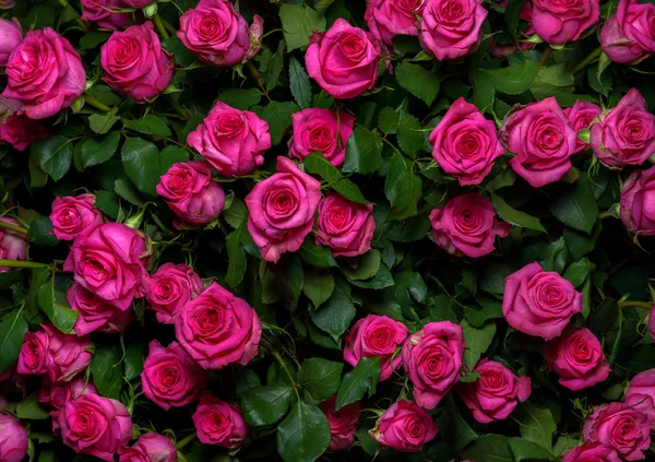 Růžové růže 2 — Stock fotografie