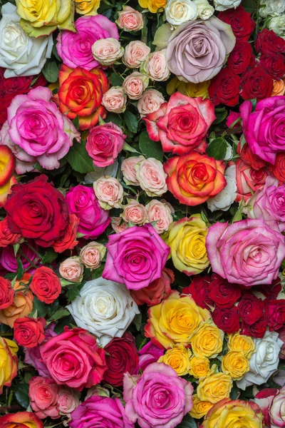 Multicolored roses — Stock Photo, Image