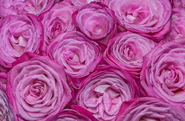 Rosas blanco-rosadas — Foto de Stock