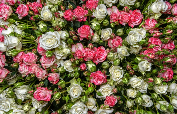 Rosas blanco-rosadas — Foto de Stock