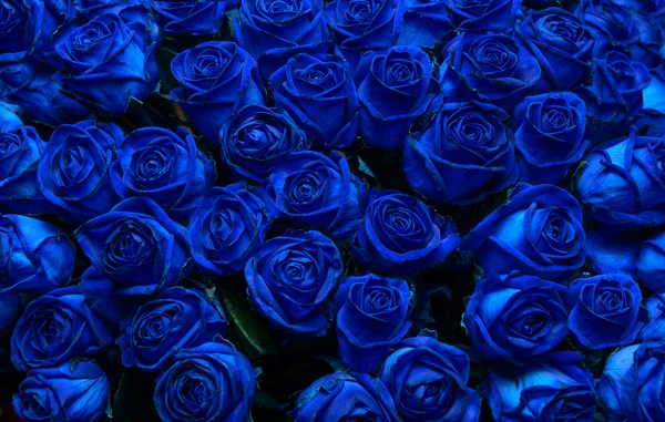 Rose blu Foto Stock Royalty Free