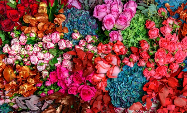 Több színű rózsák — Stock Fotó
