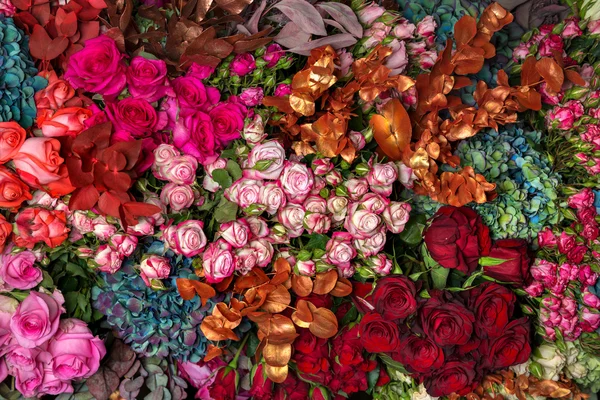 Fondo rosas multicolores — Foto de Stock