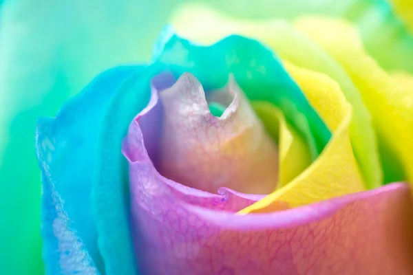 Rainbow rose — Stockfoto