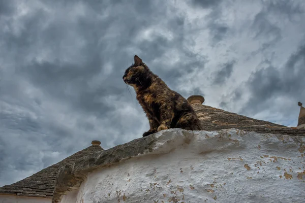 Gatos Imagen De Stock