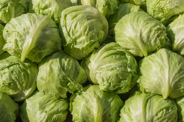 Cabbage — Stock Photo, Image