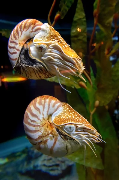 Nautilus 