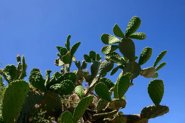 Prickly pear — Stock Photo, Image