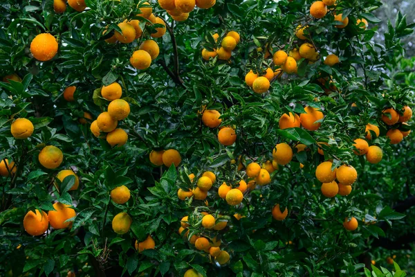 Naranjas maduras Imagen De Stock