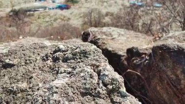 Güney Kore 'nin Gwangyang Maehwa Köyü' nde Çiçekli Erik Çiçeği Yolu 'nda Yürüyen Ziyaretçiler