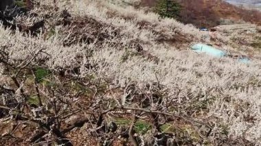 Güney Kore 'nin Gwangyang Maehwa Köyü' nde Çiçekli Erik Çiçeği Yolu 'nda Yürüyen Ziyaretçiler