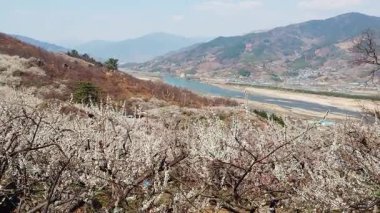 Seomjin Nehri Manzaralı Erik Çiçekleri, Gwangyang Maehwa Köyü, Kore