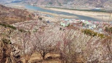 Seomjin Nehri Manzaralı Erik Çiçekleri, Gwangyang Maehwa Köyü, Kore