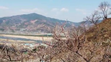 Seomjin Nehri Manzaralı Erik Çiçekleri, Gwangyang Maehwa Köyü, Kore